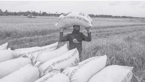  ?? BLOOMBERG NEWS ?? FRESHLY harvested rice in the Philippine­s is shown in this file photo.