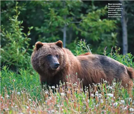  ??  ?? Bear necessitie­s Be careful when hiking or camping in Kluane NP – this is bear country; ( below) gold-rush fun in Dawson City