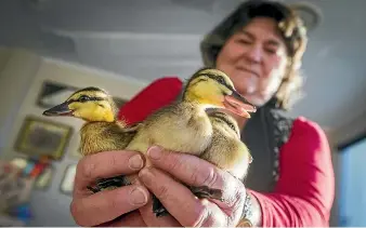  ?? GRANT MATTHEW/STUFF ?? Jennie Reed is no novice when it comes to looking after ducklings but eight at one time is the most she has had to care for.