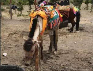  ?? PHOTOS BY PALDEN NYIMA / CHINA DAILY ?? A horse for the horse-riding business waits for customers near the Yumbu Lhakhar Palace in Shannan prefecture, the Tibet autonomous region.