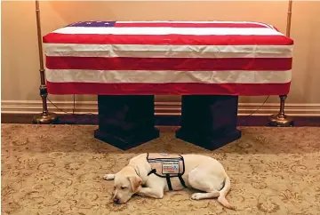  ?? AP ?? Sully, President George H.W. Bush’s service dog, lies in front of his casket in Houston.
