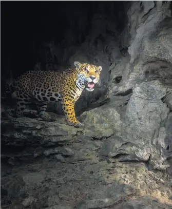  ??  ?? Cat’s cradle After four years of trying, part-time photograph­er Jamen Percy, 35, has finally captured his dream shot of a jaguar in a cave. Mr Percy, an Australian who lives and works in London, has been trying to snap a wild feline lurking in a Mayan...