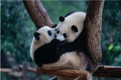  ?? ?? Xi Jinping indicated China will send new pandas to the United States. Photograph: Costfoto/NurPhoto/Shuttersto­ck