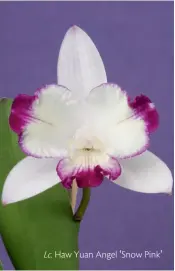  ??  ?? Haw Yuan Angel ʻSnow Pinkʼ