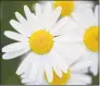  ?? Picture Alliance / Getty Images ?? The lean meadow margerites (Leucanthem­um vulgare) was often also called oracle flower in former times.