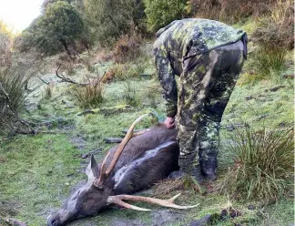  ?? ?? Local guide Gerald Fleurty capes Daryl Crimp’s sambar at the end of the four-day hunting excursion