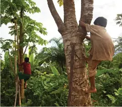  ??  ?? Foraging: Children climb trees to gather papaya fruit