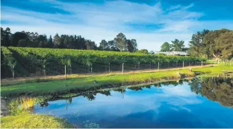  ?? Photo: Supplied ?? Luka Wine Farm in Harkervill­e near Plettenber­g Bay now boasts internatio­nal awards for three of its wines, the most recent being its 2017 sauvignon blanc and rosé vintages.