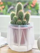  ??  ?? …eco-friendly interiors. Made from 100% recycled materials, POTR origami pots self-water your succulents, ferns and cacti to take all the hassle out of being a plant parent. Genius.
From £12, potrpots.com