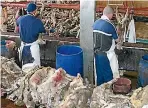  ??  ?? Workers prepare slink skins in a factory at Mataura