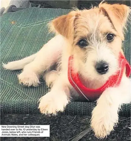  ??  ?? New Downing Street dog Dilyn was handed over to No. 10 yesterday by Eileen Jones, below left, who runs Friends of Animals Wales, and her colleagues