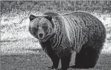  ?? CP PHOTO ?? Bear 148, seen in an undated handout photo, is a grizzly in the Banff area whose repeated human contacts are threatenin­g its future. A feisty female grizzly known as Bear 148 has been moved far away from the popular Bow Valley area west of Calgary to...