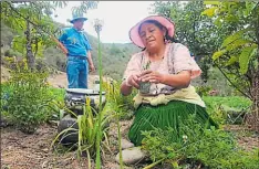  ?? Lineida Castillo/el Comercio ?? • Leonor Cabrera forma parte de la Red de Agentes de Medicina Ancestral, que es reconocida por el Gobierno.