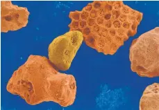  ?? FOTO: IMAGO ?? Unter dem Elektronen­mikroskop: Sowohl Mineralien als auch skelettier­te Korallen finden sich in diesem Sand von einem Strand in Hawaii.