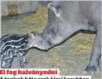  ??  ?? El fog halványodn­i
A tapírok háta csak kicsi korukban
csíkos, később egyszínű lesz a szőrük
