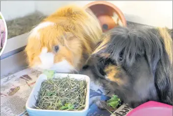  ??  ?? n FRIENDLY DUO: Dougal (left) and Leo are long-haired guinea pigs