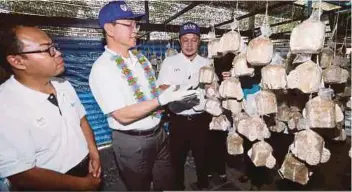  ??  ?? WILFRED (dua kiri) bersama Timbalan Naib Canselor (Penyelidik­an dan Inovasi) UUM Prof Dr Noor Azizi Ismail (kanan) melihat projek cendawan kukur di Agrofarm UUM.