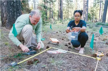  ?? ANDRI TAMBUNAN/THE NEW YORK TIMES ?? James Randerson, left, a professor of earth system science, and doctoral candidate Audrey Odwuor collect vegetation samples before a burn May 13 at Blodgett Forest Research Station in Georgetown, California.