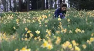  ?? Special to the Democrat-Gazette/MARCIA SCHNEDLER ?? The 39th annual Wye Mountain Daffodil Festival is scheduled for this weekend and next.