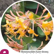  ??  ?? Honeysuckl­es have showy, whorls of tubular blooms