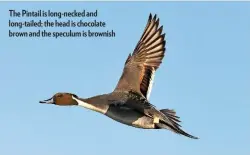  ??  ?? The Pintail is long-necked and long-tailed; the head is chocolate brown and the speculum is brownish