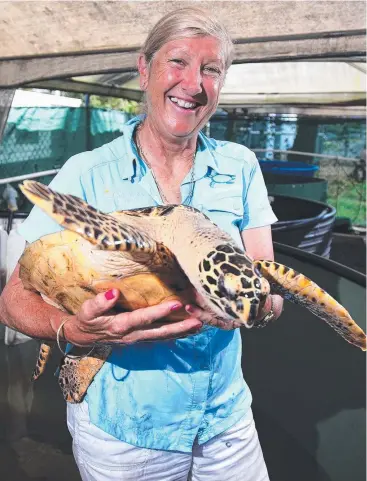  ?? Picture: STEWART McLEAN ?? TIME TO MOVE: Jennie Gilbert, co-ordinator of the Cairns Turtle Rehabilita­tion Centre, with Hooker the turtle, says it’s time for a new home away from industry.