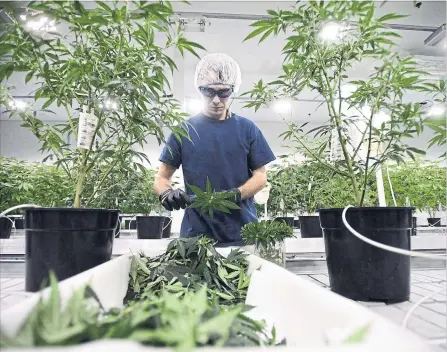  ?? SEAN KILPATRICK THE CANADIAN PRESS ?? Corona brewer Constellat­ion Brands has injected about $4 billion into Canadian cannabis company Canopy Growth.