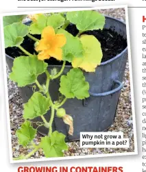 ??  ?? Why not grow a pumpkin in a pot?