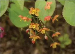  ?? PHOTOS OF FLOWERS BY KATHY RENWALD, SPECIAL TO THE HAMILTON SPECTATOR ?? For pesky shady areas, the dainty epimedium is a surprising­ly tough plant.