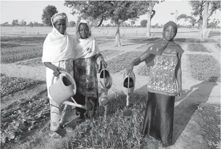  ?? PHOTOS SUCO ?? Le Sénégal cultive désormais le faux mimosa, une plante fourragère résistant à la sécheresse et limitant l’érosion, et qui permet de capter davantage d’azote dans l’air et d’enrichir la structure du sol.