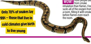  ??  ?? Only 70% of snakes lay eggs – those that live in cold climates give birth to live young