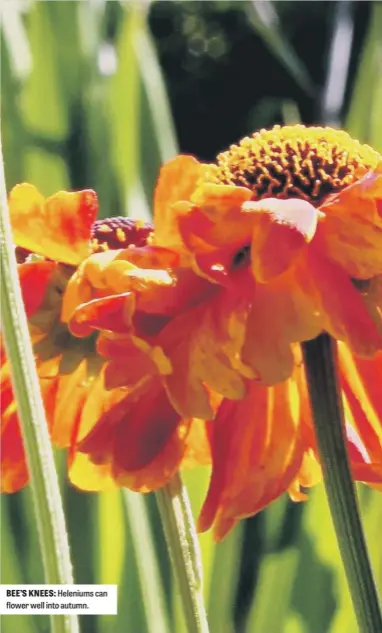  ?? ?? BEE’S KNEES: Heleniums can flower well into autumn.