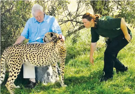  ??  ?? Rosa King, seen with broadcaste­r Sir David Attenborou­gh, was mauled to death by a tiger at Hamerton Zoo, near Huntingdon, on Monday