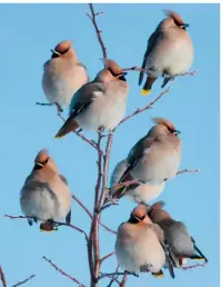  ??  ?? WAXWINGS Bo wonders why they always seem to appear at the same area... if they ever appear