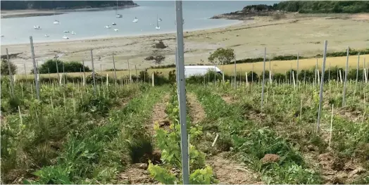  ?? ?? Situé en bord de Rance près de Saint-Malo, le vignoble Les Longues Vignes devrait commercial­iser son vin blanc, bio et pétillant, dès 2023. Il sera le premier d’une cuvée bretonne plus fournie attendue à horizon 2026. Dix-huit vignobles profession­nels sont actuelleme­nt exploités. (Crédits : Longues Vignes)