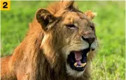  ??  ?? 2 Zu wenig gegähnt. Wenn der Löwe mit weit aufgerisse­nem Maul gähnt, klicken alle Kameravers­chlüsse. Hier gähnt er aber nur halbherzig und nicht zur Kamera gewandt. Es gibt bessere Löwen-Gähn-Bilder.