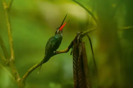  ??  ?? Izquierda. Algunas aves tienen repertorio­s extensos y muy complejos; la urraca inca Cyanocorax yncas produce una variedad de trinos metálicos, silbidos, traqueteos, chasquidos e imitación de sonidos. Arriba. Aunque los cantos de los colibríes son poco elaborados, varias especies invierten mucho tiempo y energía en cantar desde arenas de cortejo; ermitaño de bigote blanco Phaethorni­s yaruqui.