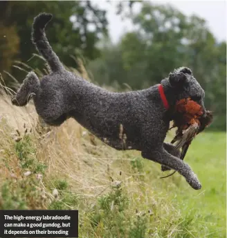  ??  ?? The high-energy labradoodl­e can make a good gundog, but it depends on their breeding