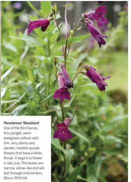  ??  ?? Penstemon ‘Blackbird’ One of the Bird Series, this upright, semievergr­een cultivar with thin, wiry stems and slender, reddish-purple flowers that have a white throat. It begins to flower in late July. The leaves are narrow, willow-like and will last through mild winters. 80cm. RHS H4.