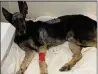  ?? CONTRIBUTE­D ?? “Thunder” was found wandering in Jackson State Demonstrat­ion Forest in December 2019, injured and abused, and wearing a cone that prevented him from eating or drinking easily. A veterinari­an later determined he was severely malnourish­ed and had been shot several times.