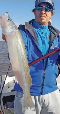  ??  ?? Hermoso peje de 1,300 kg de peso y casi 54 cm de largo. Picó a flor de agua con carnadas combinadas.