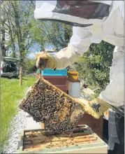  ?? ?? Hive inspection at Blackwater Honey hives.
