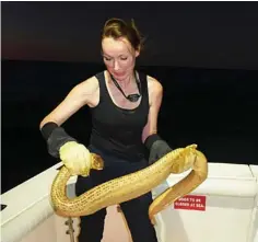  ??  ?? Associate Professor Kate Sanders, one of Australia’s top sea snake experts, holding a female olive sea snake, Aipysurus laevis, in Exmouth. Females are much larger than males in this species.