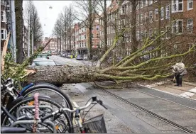  ?? PETER DEJONG / ASSOCIATED PRESS ?? A man picks up his gloves after his scooter was hit by a falling tree uprooted by heavy winds in Amsterdam, Netherland­s, on Thursday. Seven people in the Netherland­s and elsewhere in Europe were killed by falling trees.