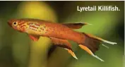  ?? ?? Lyretail Killifish.