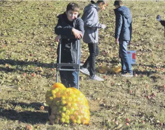  ?? FOTO: SCHÖNER GRABEN-SCHULE ?? Die Kinder von der Schöner-Graben-Schule hatten viel Spaß beim Apfelernte­n.