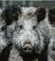  ?? Foto: Ralf Hirschberg­er, dpa (Symbolbild) ?? Die Afrikanisc­he Schweinepe­st ist auf dem Vormarsch. Auch im Kreis Neu‰ulm bereiten sich die Jäger darauf vor.