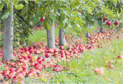  ?? Photo / Hawke’s Bay Today ?? Apples are left to rot in an orchard near Napier as the impact of labour shortages hits.