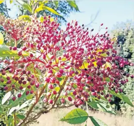  ?? ?? Autumn colours Elderberry bush by Gordon Adam