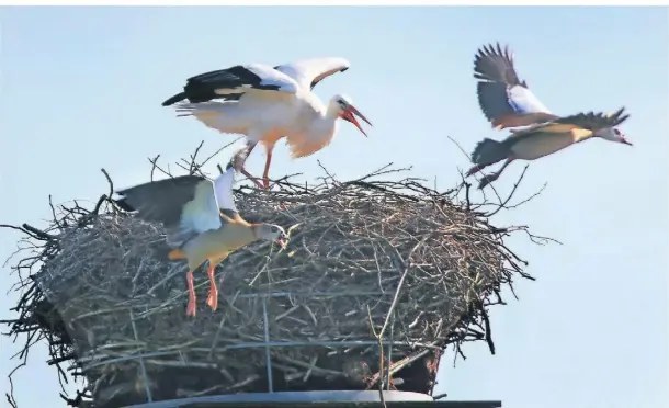  ?? FOTO: JOHANNES KRUCK ?? Tierischen Ärger gibt es auch anderswo am Niederrhei­n: Hier werden zwei Nilgänse von einem Storch von seinem Nest vertrieben.